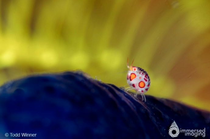 Ladybugs of Komodo