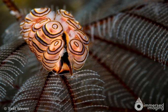 Underwater Macro, Exposer