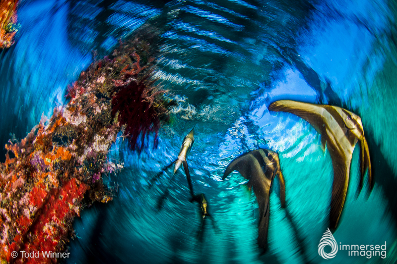 Dragging the Shutter Underwater by Michael Zeigler