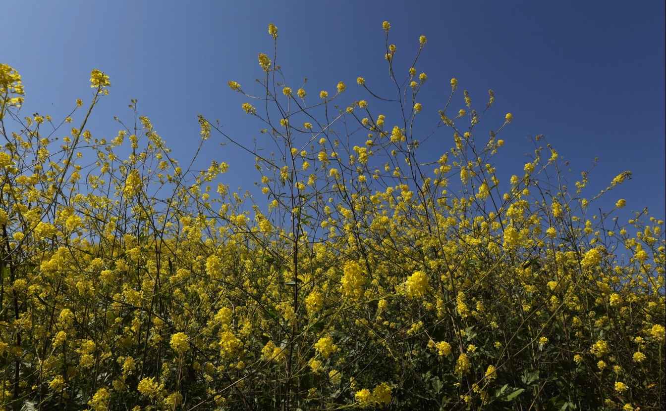 Be Kind to the Flowers: Let's Talk Superbloom Photography Etiquette