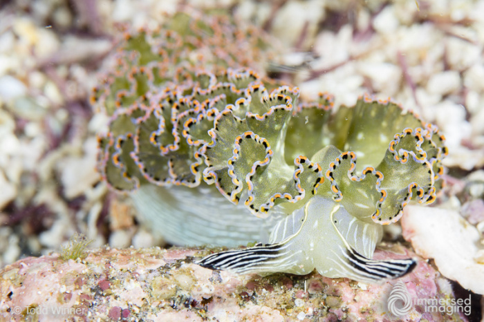 Adventure in the Sea of Cortez