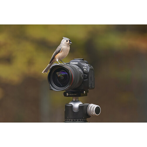 EOS R6 Mark III Body Image 7