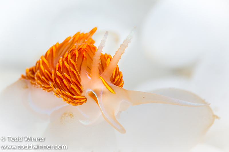 California Nudibranchs by Todd Winner